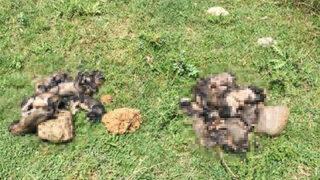 Denizli'de vahşet! 20 yavru köpeği çuvallara koyup dereye attılar