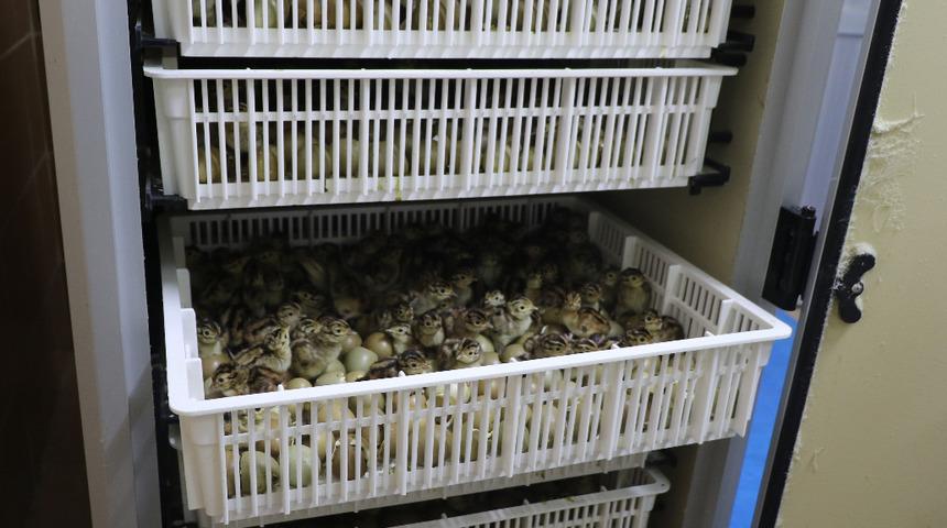 Kene avcısı 15 bin ‘sülün’ 13 farklı ilde doğaya salınacak! Bakın ne için yetiştiriliyorlar