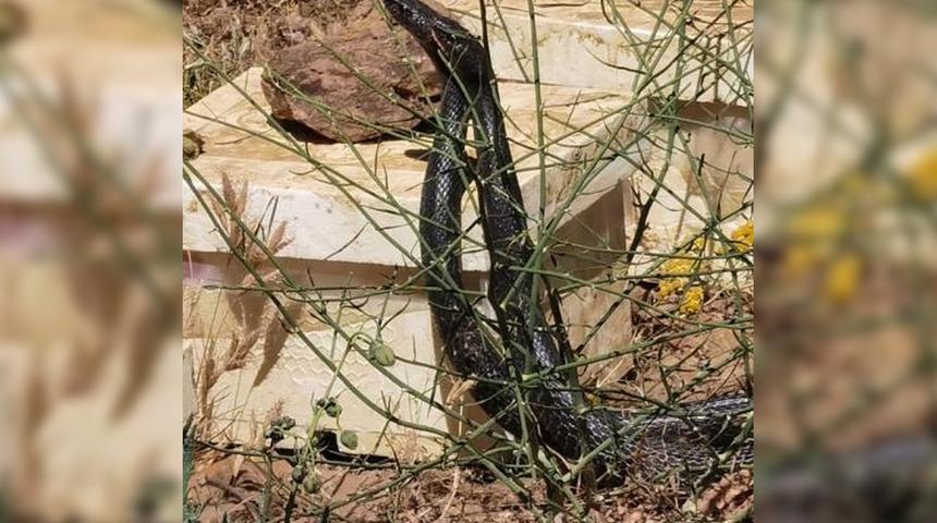 Dev yılanların dansı b&ouml;yle g&ouml;r&uuml;nt&uuml;lendi