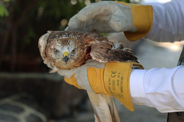 Kilis'te arazide bulunan yaralı kızıl şahin tedavi edilecek G2