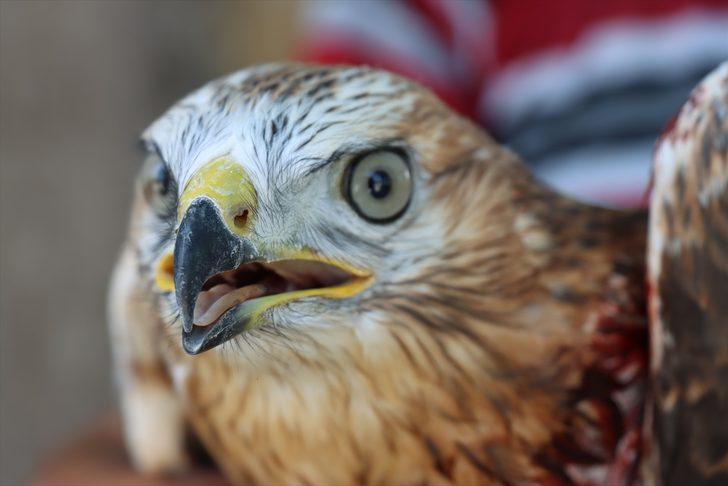 Kilis'te arazide bulunan yaralı kızıl şahin tedavi edilecek G3