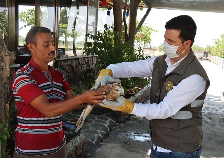 Kilis'te arazide bulunan yaralı kızıl şahin tedavi edilecek G4