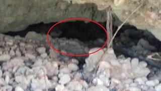 Nesli tükenme tehlikesi altında! Ölü bulundular