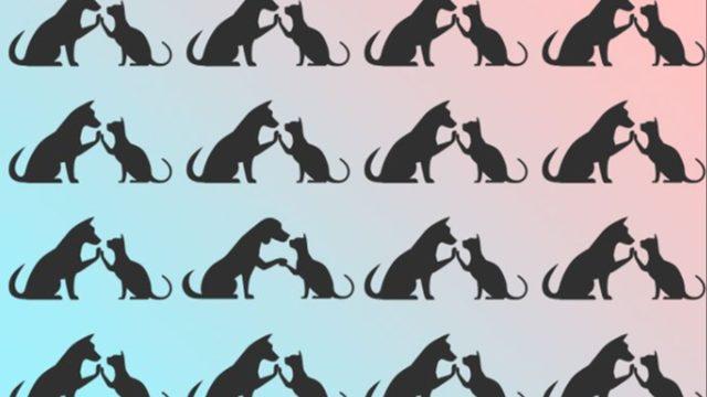 ‘Kedi ve köpek düşmandır’ diye kim demiş? Bu sevimli bulmaca hem eğlendirecek hem de görsel yeteneklerinizi arttıracak
