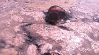 Marmara'da müsilaja daldı, denizin üstü de altı da içleri acıttı! 