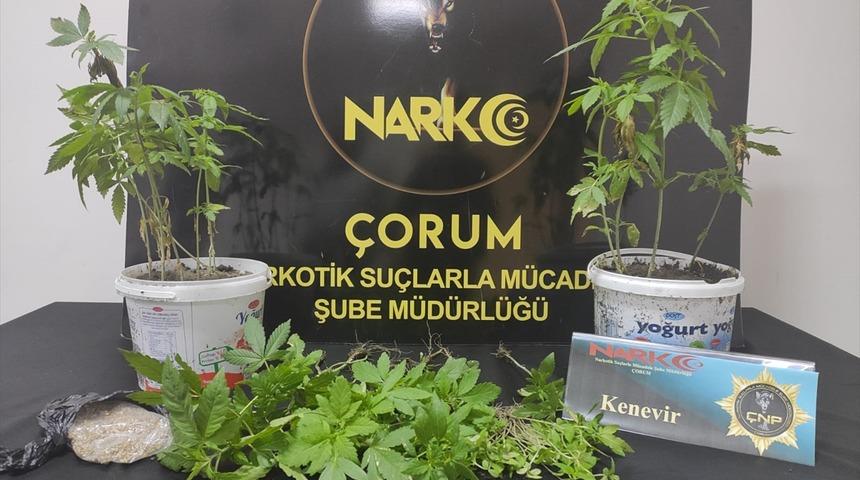 &Ccedil;orum'da evinde oluşturduğu serada Hint keneviri yetiştiren zanlı yakalandı