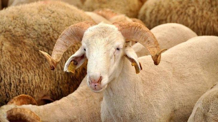 2021 Kurban Bayramı ne zaman? 2021 Kurban Bayramı hangi gün idrak edecek, kaç gün sürüyor? G5