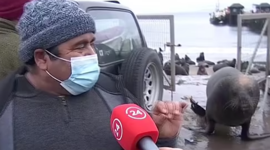 Şaşkına çeviren an! Yetkili ''Burada olmaları felaket'' dedi, denizaslanı kapıdan içeri girdi