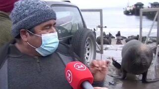 Şaşkına çeviren an! Yetkili ''Burada olmaları felaket'' dedi, denizaslanı kapıdan içeri girdi