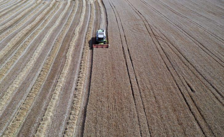 Buğday hasadına başlayan Edirneli çiftçinin yüzü, yüksek rekolteyle gülüyor G3