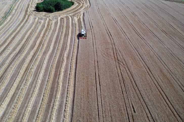 Buğday hasadına başlayan Edirneli çiftçinin yüzü, yüksek rekolteyle gülüyor G4