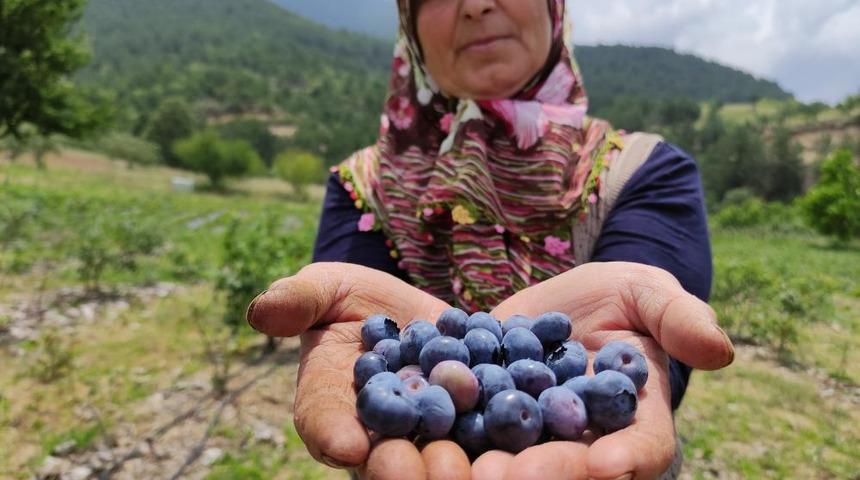 İsmini duydu, yetiştirmeye başladı! Kilosu 100 liradan satılıyor