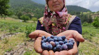 İsmini duydu, yetiştirmeye başladı! Kilosu 100 liradan satılıyor