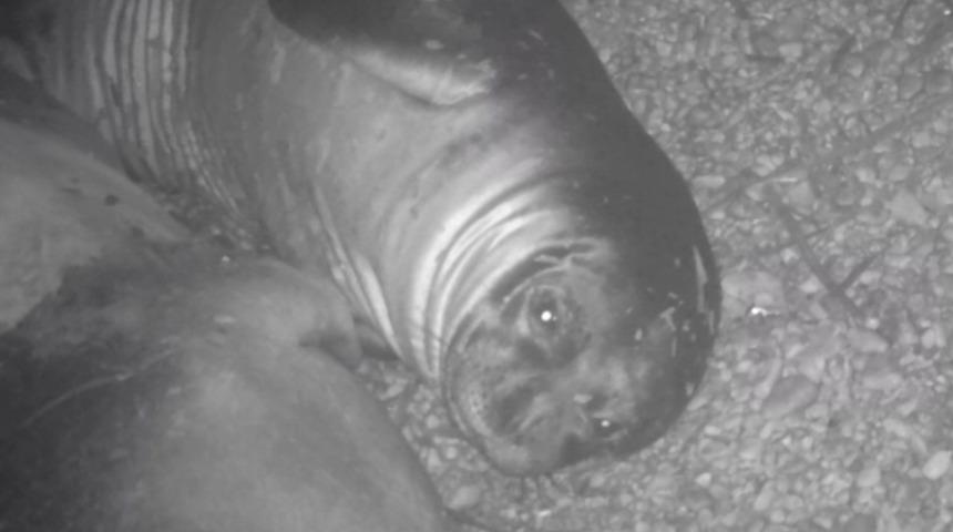 Sayıları 700'e kadar düşen Akdeniz fokları fotokapanla görüntülendi