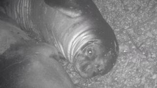 Sayıları 700'e kadar düşen Akdeniz fokları fotokapanla görüntülendi