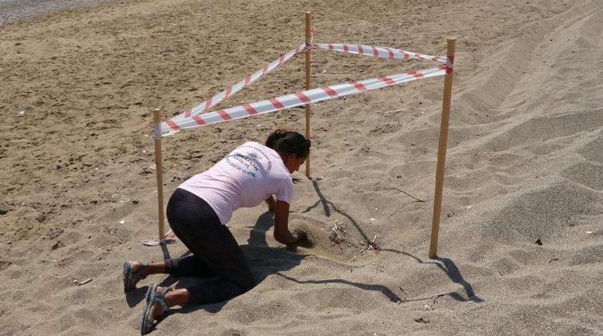 40 derecede caretta nöbeti! Bu yıl 80 bin yavru caretta denizle buluşacak