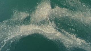 Bakan Kurum'dan deniz salyası (müsilaj) açıklaması