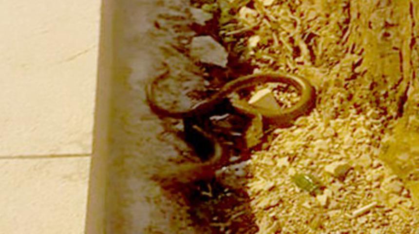 Yılan zannedilip öldürülüyor: Kör yılan da denilen oluklu kertenkeleyi öldürmeyin