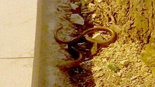 Yılan zannedilip öldürülüyor: Kör yılan da denilen oluklu kertenkeleyi öldürmeyin