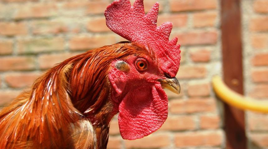 Yumurtlayan horoz şaşkına çevirdi! "Milyon dolar değerinde"