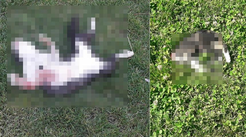 Parka gezmeye gittiklerinde vahşetle karşılaştılar! Kenti tedirgin eden olay