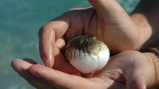 Resmi Gazete'de yayımlandı! Balon balığı avcısı balıkçılara verilecek desteklere ilişkin esaslar belirlendi