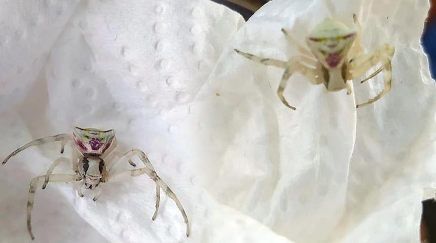 İnsan yüzlü örümcek şaşkınlığı: Görünce araban dışarı atmaya çalıştım