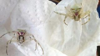 İnsan yüzlü örümcek şaşkınlığı: Görünce araban dışarı atmaya çalıştım