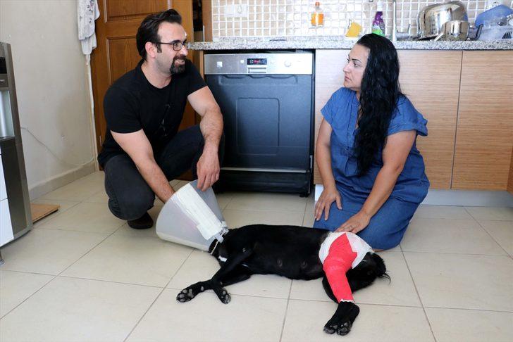 Üzerinden aracın geçmesi sonucu yaralanan sokak köpeğini hayata bağladılar G1
