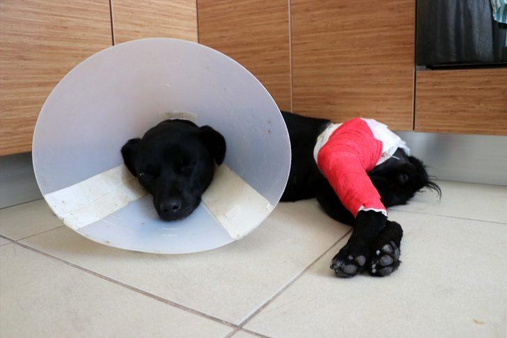 Üzerinden aracın geçmesi sonucu yaralanan sokak köpeğini hayata bağladılar G2