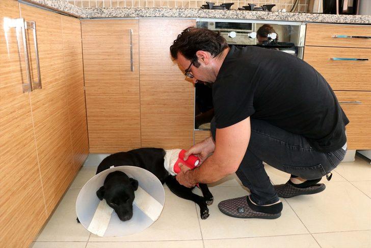 Üzerinden aracın geçmesi sonucu yaralanan sokak köpeğini hayata bağladılar G3