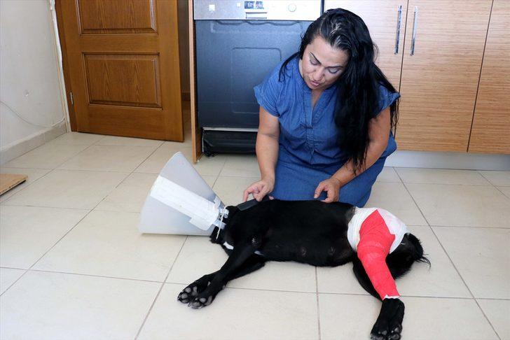 Üzerinden aracın geçmesi sonucu yaralanan sokak köpeğini hayata bağladılar G4