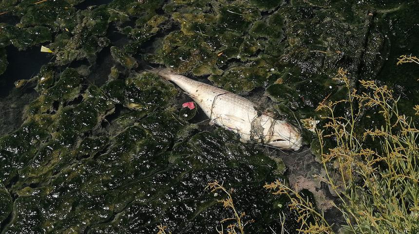 Büyükçekmece Gölü'nde korkutan görüntü! Rengi değişti, balıklar kıyıya vurdu