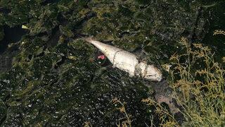 Büyükçekmece Gölü'nde korkutan görüntü! Rengi değişti, balıklar kıyıya vurdu