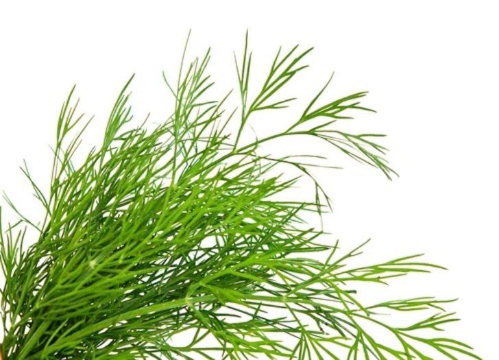 Kalamar dolması nasıl yapılır? Kalamar dolması tarifi ve malzemeleri nelerdir?  G2