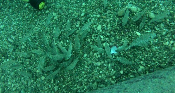 Balon balığı destek ödemeleri ne zaman verilecek? Balon balığı destek ödemesi ne kadar?  G1