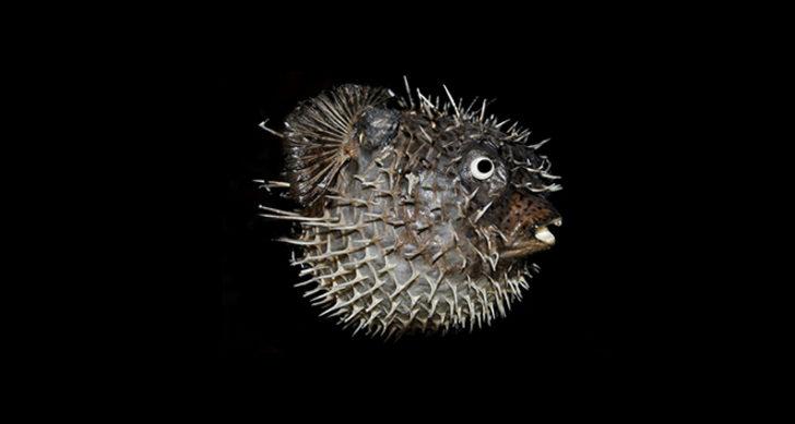 Balon balığı destek ödemeleri ne zaman verilecek? Balon balığı destek ödemesi ne kadar?  G2