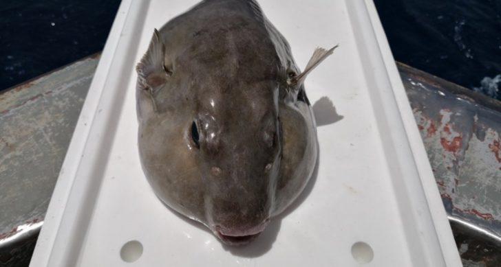 Balon balığı destek ödemeleri ne zaman verilecek? Balon balığı destek ödemesi ne kadar?  G4