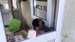 'Kasiyer karga' görenleri şaşkına çeviriyor