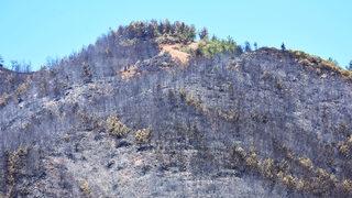 Marmaris'teki orman yangının boyutu gün ağarınca ortaya çıktı