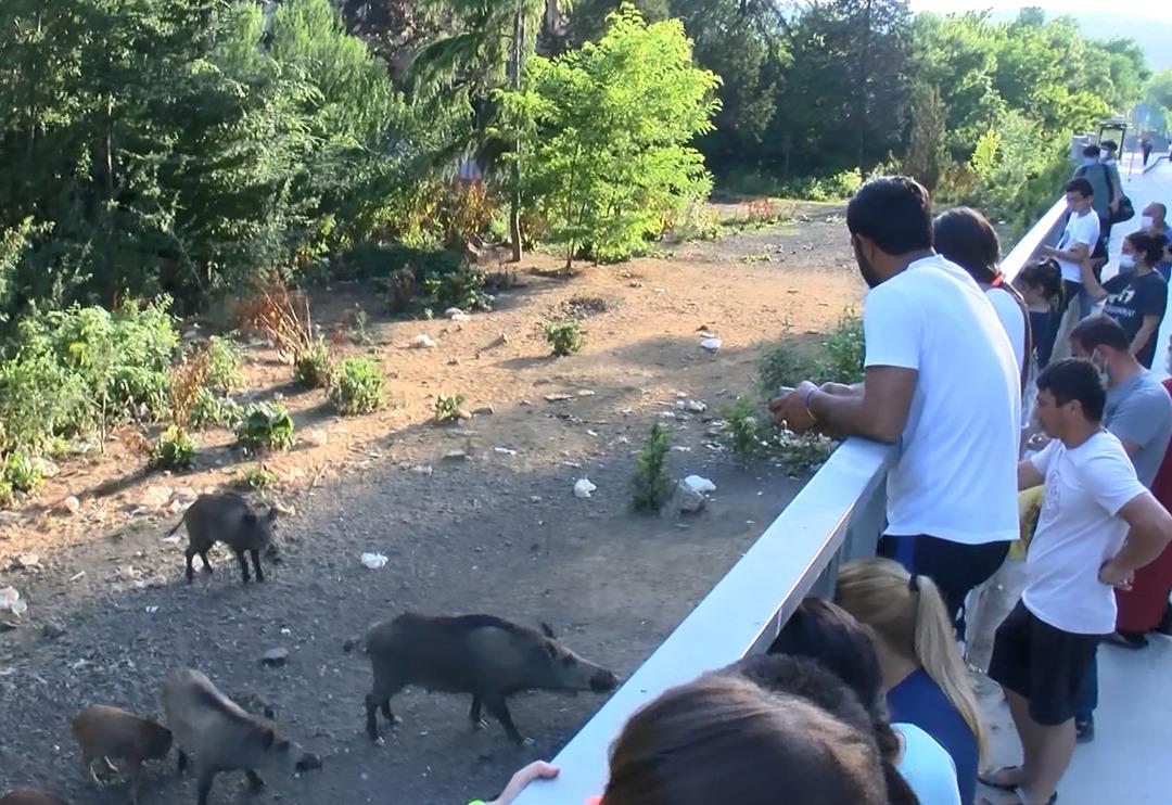 Sarıyer'de domuzlara b&uuml;y&uuml;k ilgi! Yol kenarında trib&uuml;n oluştu
