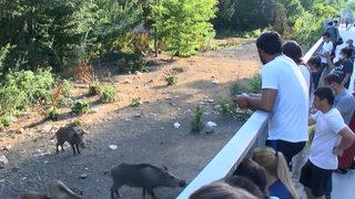 Sarıyer'de domuzlara büyük ilgi! Yol kenarında tribün oluştu