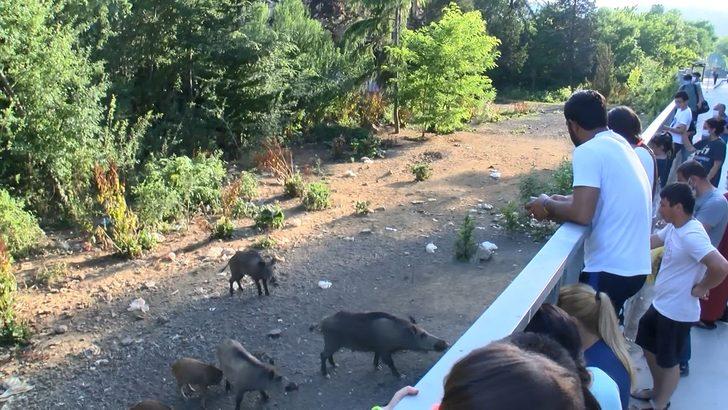 Sarıyer'de domuzlara büyük ilgi! Yol kenarında tribün oluştu G1