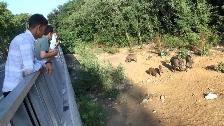 Sarıyer'de domuzlara büyük ilgi! Yol kenarında tribün oluştu G2