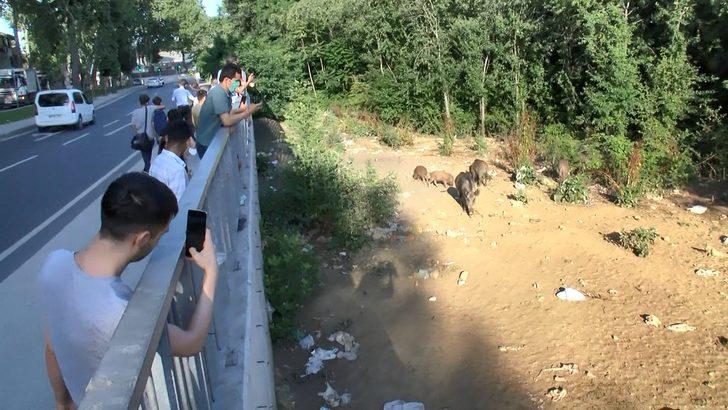 Sarıyer'de domuzlara büyük ilgi! Yol kenarında tribün oluştu G3