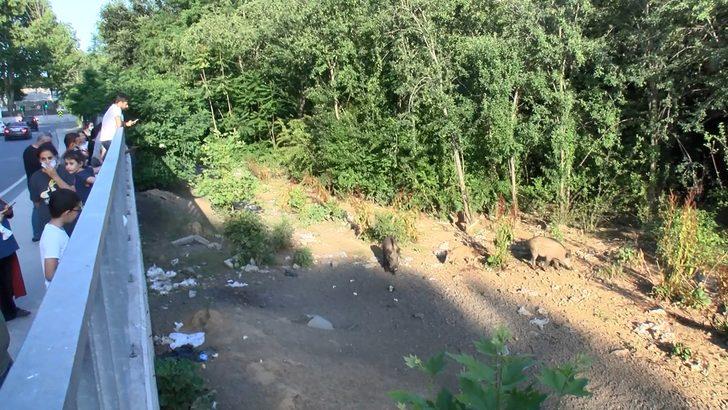 Sarıyer'de domuzlara büyük ilgi! Yol kenarında tribün oluştu G4