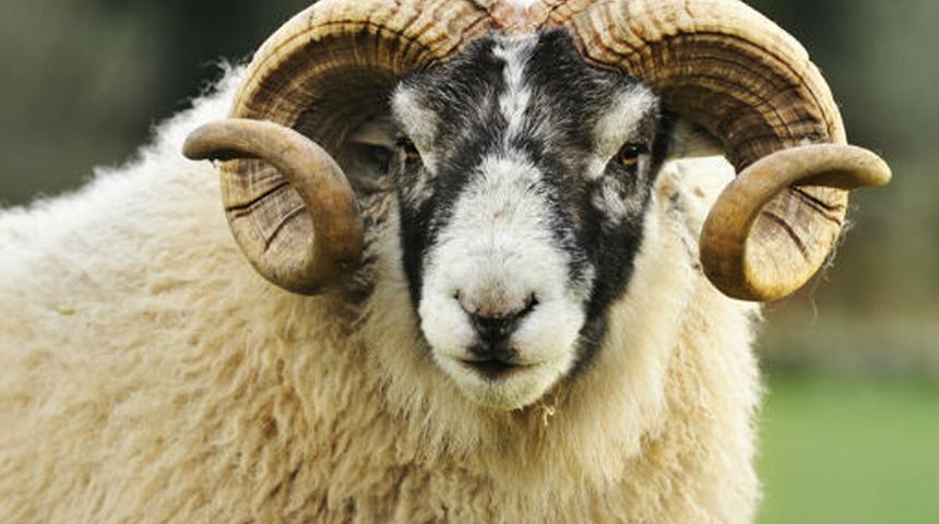 Bilecik'te öfkeli koç çobanı öldürdü