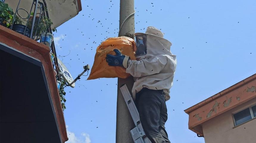 Konya'da şehrin en işlek caddesinde şaşırtan görüntü! Binlercesi direği sardı