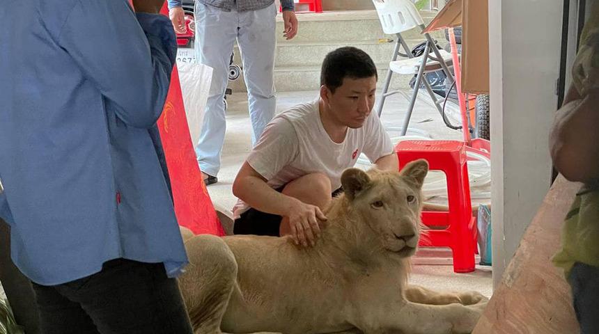 Kamboçya’da TikTok’da videoları yayınlanan aslana devlet el koydu