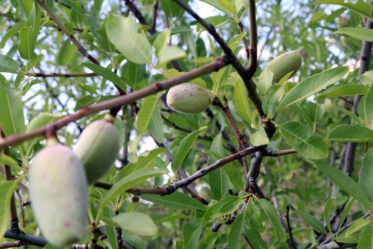 Gençlere miras bırakmak için uğraşıyor! 35 yılda 40 bin fidanı toprakla buluşturdu G1